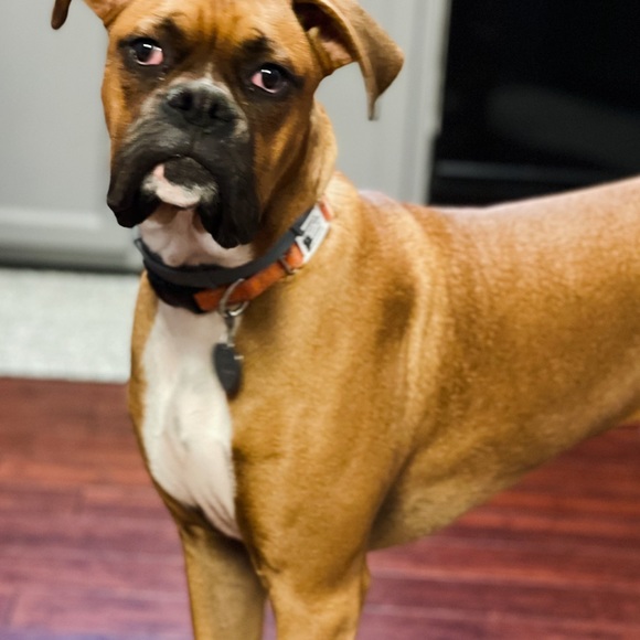 Meet your Posher, Katie - Picture 6 of 9